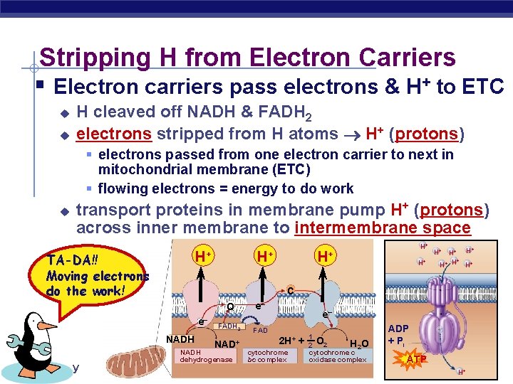 Stripping H from Electron Carriers § Electron carriers pass electrons & H+ to ETC