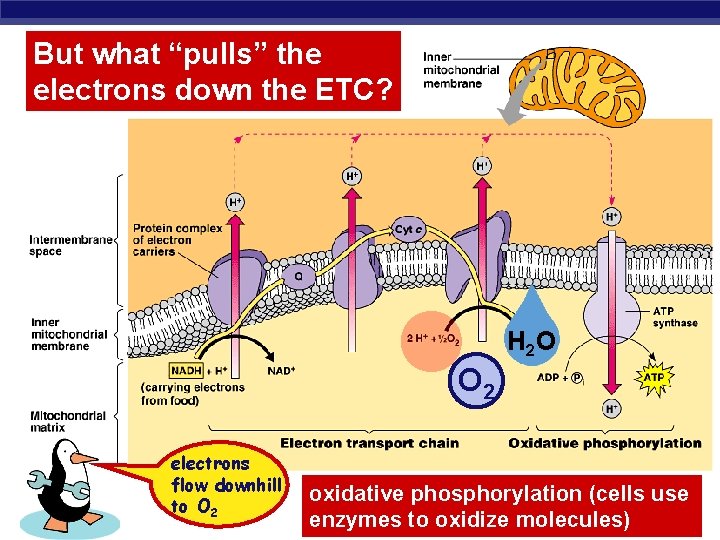 But what “pulls” the electrons down the ETC? H 2 O O 2 AP