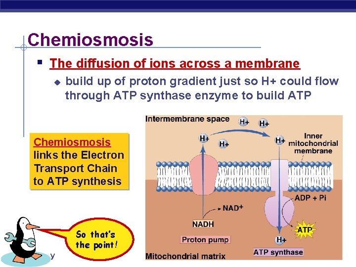 Chemiosmosis § The diffusion of ions across a membrane u build up of proton