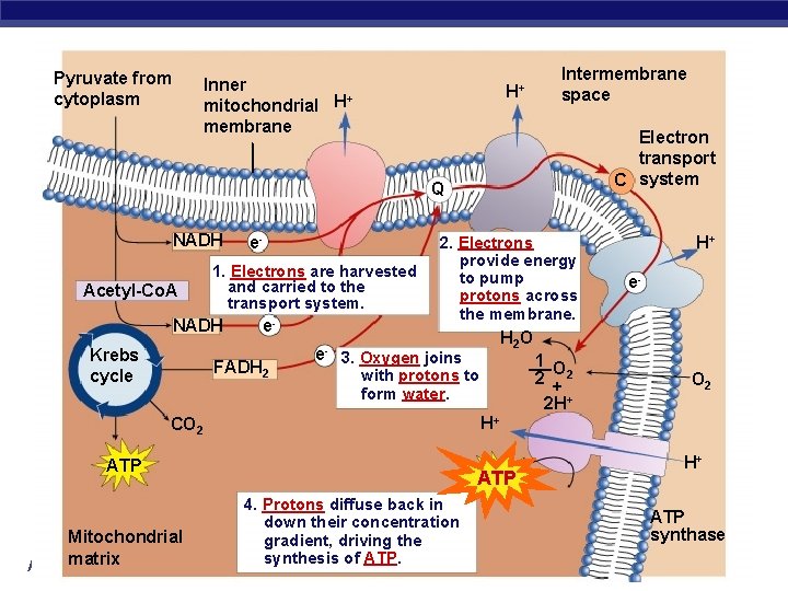 Pyruvate from cytoplasm Inner + mitochondrial H membrane H+ Intermembrane space Electron transport C