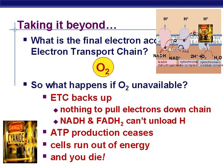 H+ H+ H+ Taking it beyond… § What is the final electron acceptor in