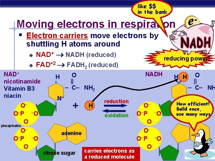 like $$ in the bank Moving electrons in respiration § Electron carriers move electrons