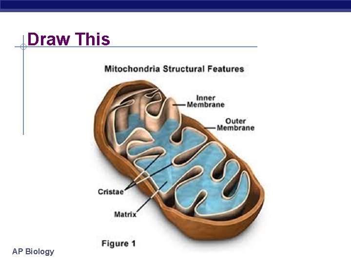 Draw This AP Biology 