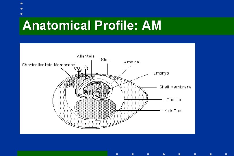 Anatomical Profile: AM 