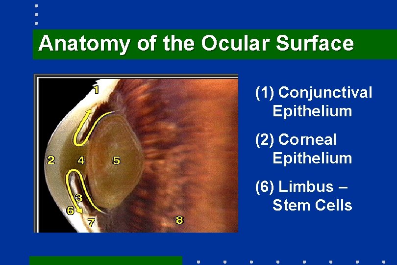 Anatomy of the Ocular Surface (1) Conjunctival Epithelium (2) Corneal Epithelium (6) Limbus –