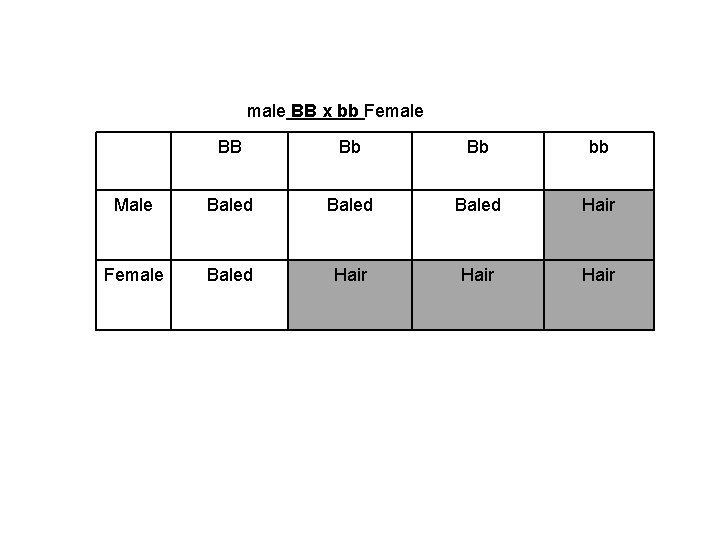 male BB x bb Female BB Bb Bb bb Male Baled Hair Female Baled