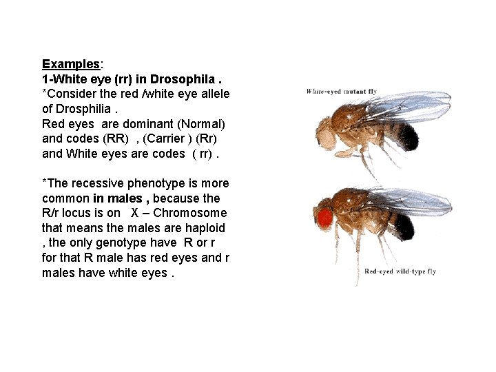 Examples: 1 -White eye (rr) in Drosophila. *Consider the red /white eye allele of