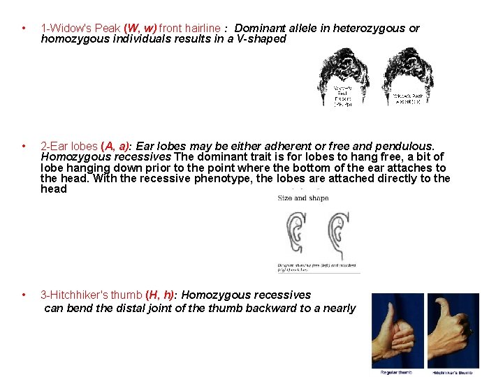  • 1 -Widow's Peak (W, w) front hairline : Dominant allele in heterozygous