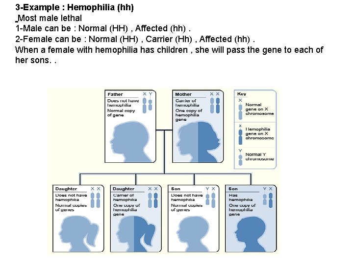 3 -Example : Hemophilia (hh) Most male lethal 1 -Male can be : Normal
