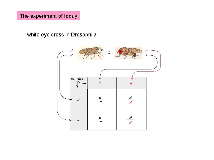 The experiment of today white eye cross in Drosophila 