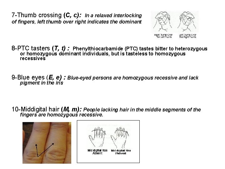 7 -Thumb crossing (C, c): In a relaxed interlocking of fingers, left thumb over