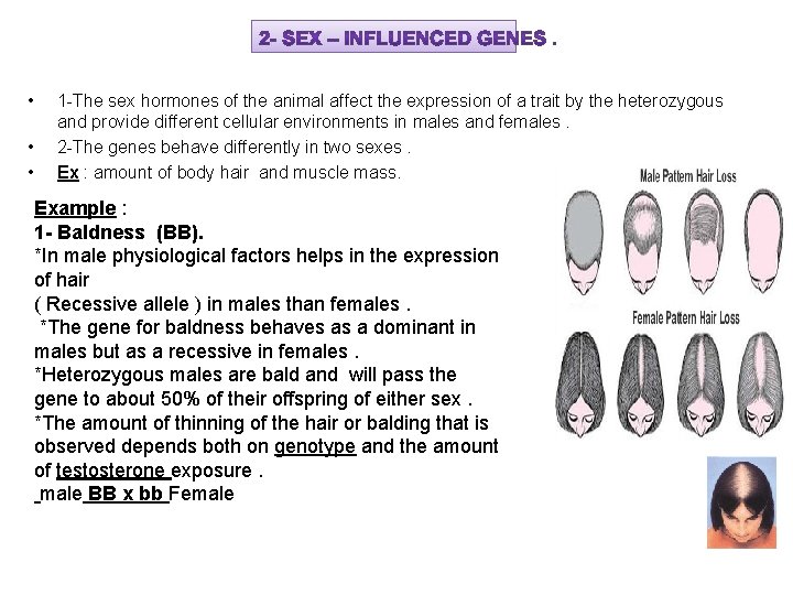  • • • 1 -The sex hormones of the animal affect the expression