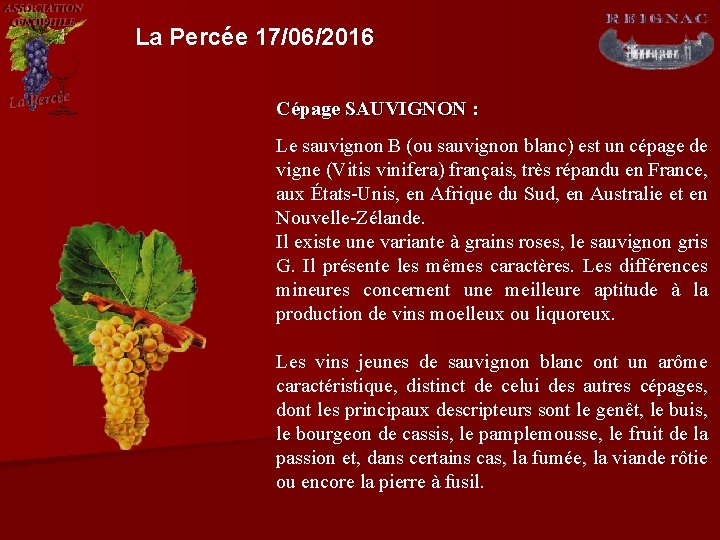 La Percée 17/06/2016 Cépage SAUVIGNON : Le sauvignon B (ou sauvignon blanc) est un
