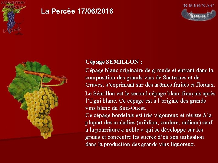 La Percée 17/06/2016 Cépage SEMILLON : Cépage blanc originaire de gironde et entrant dans