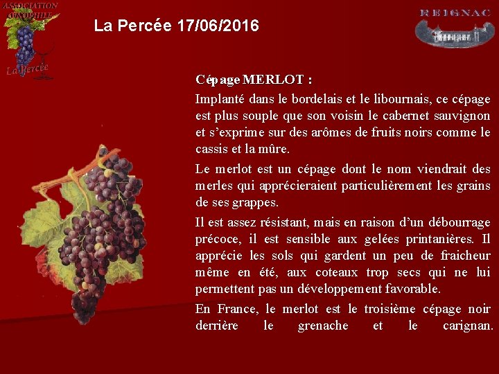 La Percée 17/06/2016 Cépage MERLOT : Implanté dans le bordelais et le libournais, ce