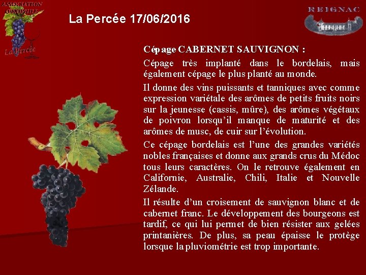 La Percée 17/06/2016 Cépage CABERNET SAUVIGNON : Cépage très implanté dans le bordelais, mais