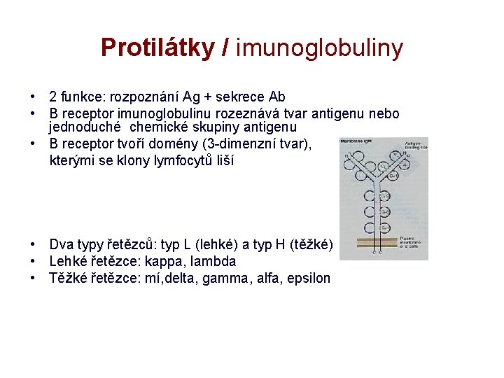 Protilátky / imunoglobuliny • 2 funkce: rozpoznání Ag + sekrece Ab • B receptor