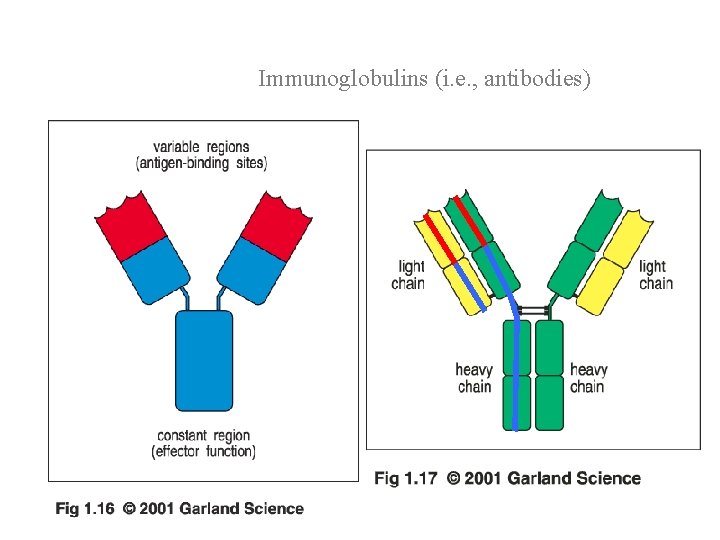 Immunoglobulins (i. e. , antibodies) 