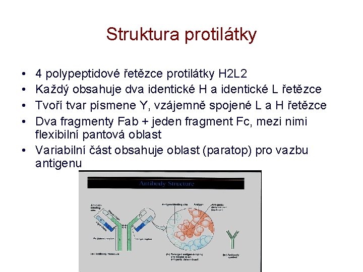 Struktura protilátky • • 4 polypeptidové řetězce protilátky H 2 L 2 Každý obsahuje