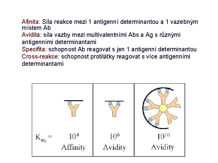 Afinita: Síla reakce mezi 1 antigenní determinantou a 1 vazebným místem Ab Avidita: síla