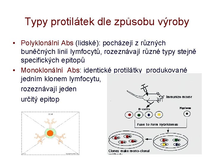 Typy protilátek dle způsobu výroby • Polyklonální Abs (lidské): pocházejí z různých buněčných linií