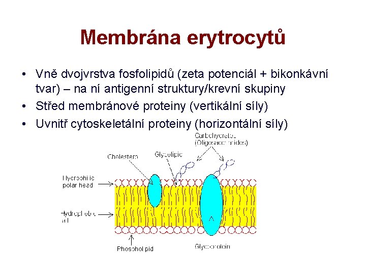 Membrána erytrocytů • Vně dvojvrstva fosfolipidů (zeta potenciál + bikonkávní tvar) – na ní