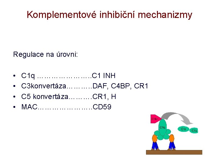 Komplementové inhibiční mechanizmy Regulace na úrovni: • • C 1 q …………………. . C