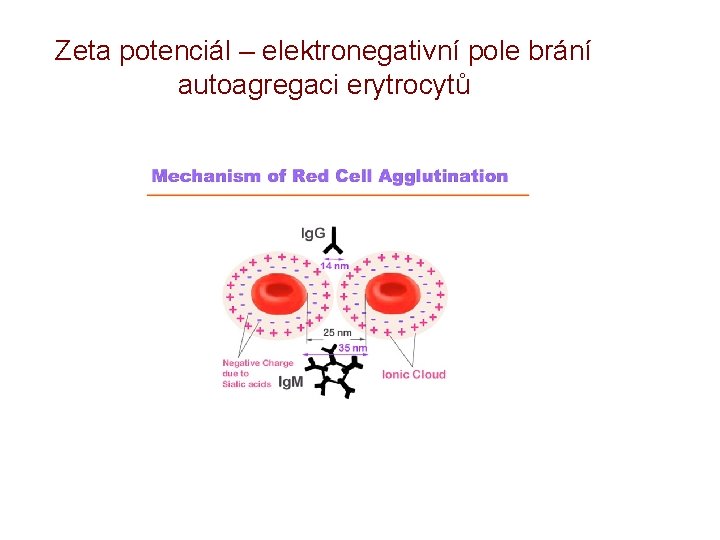 Zeta potenciál – elektronegativní pole brání autoagregaci erytrocytů 