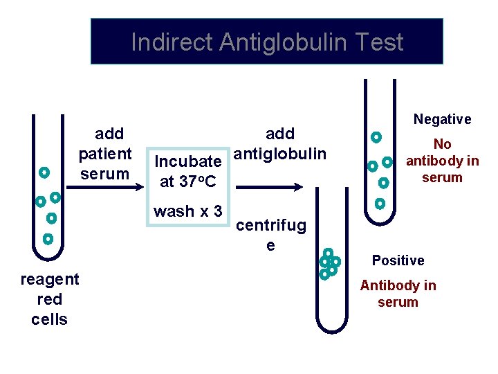 Indirect Antiglobulin Test add patient serum add Incubate antiglobulin at 37 o. C wash