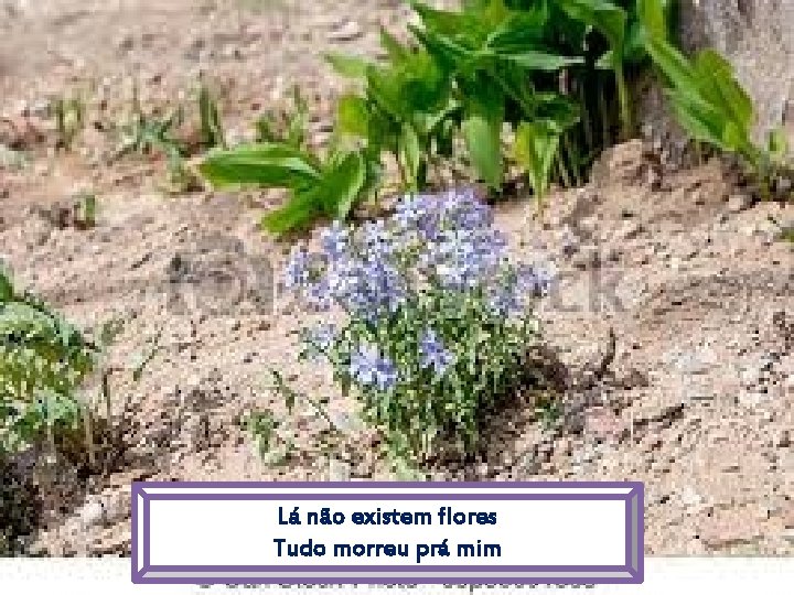 Lá não existem flores Tudo morreu prá mim 