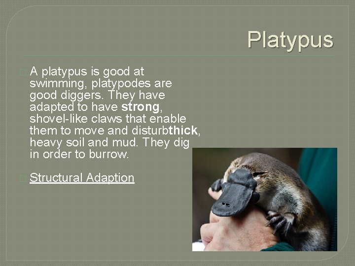 Platypus � A platypus is good at swimming, platypodes are good diggers. They have