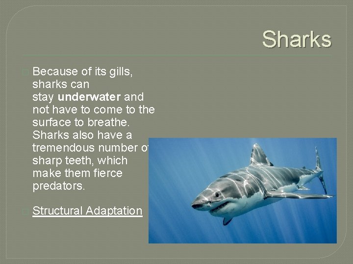 Sharks � Because of its gills, sharks can stay underwater and not have to