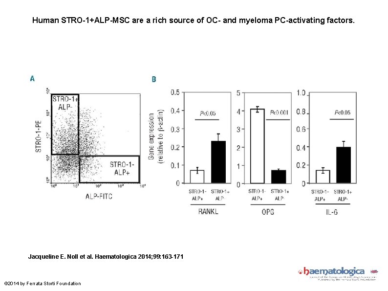 Human STRO-1+ALP-MSC are a rich source of OC- and myeloma PC-activating factors. Jacqueline E.