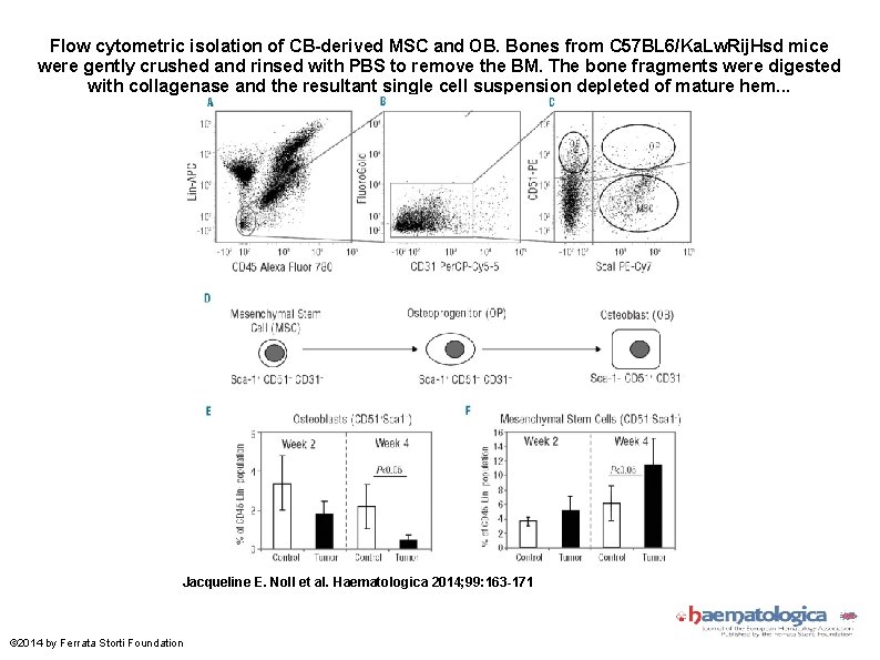 Flow cytometric isolation of CB-derived MSC and OB. Bones from C 57 BL 6/Ka.