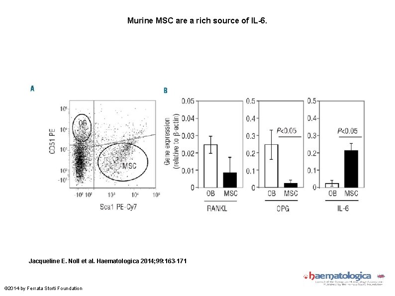 Murine MSC are a rich source of IL-6. Jacqueline E. Noll et al. Haematologica