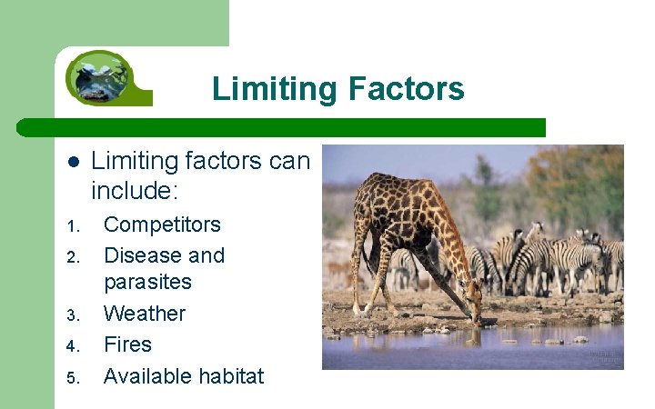 Limiting Factors l 1. 2. 3. 4. 5. Limiting factors can include: Competitors Disease