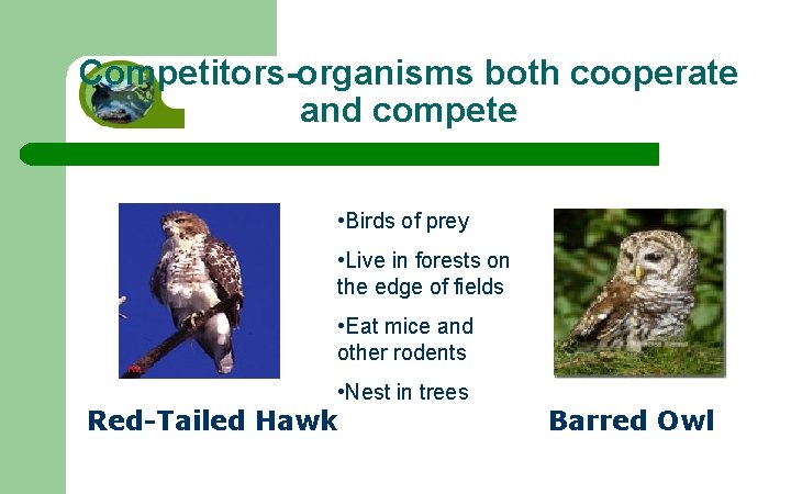 Competitors-organisms both cooperate and compete • Birds of prey • Live in forests on
