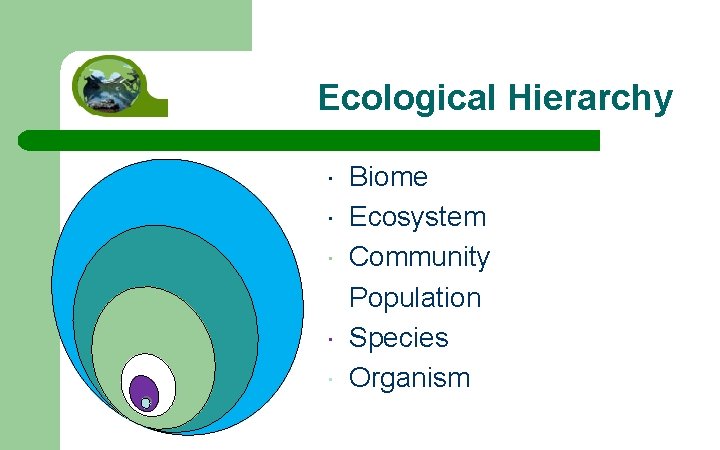 Ecological Hierarchy Biome Ecosystem Community Population Species Organism 
