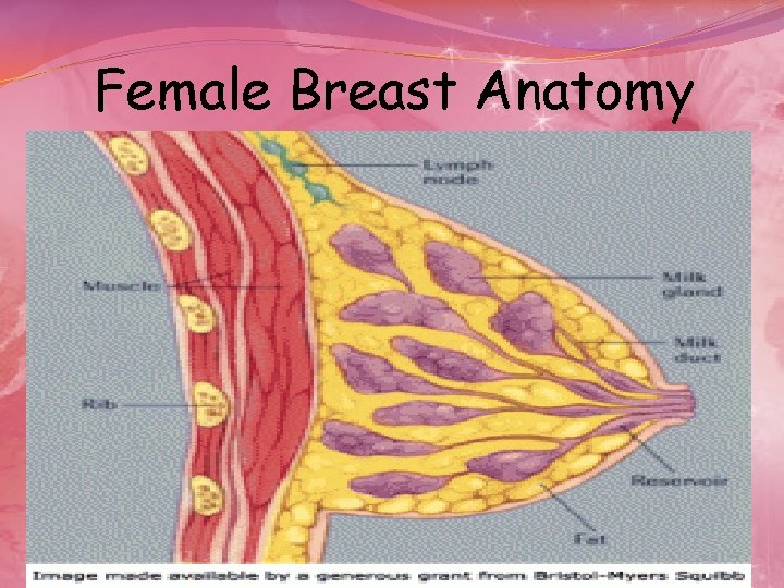 Female Breast Anatomy 47 