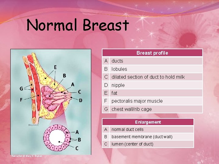 Normal Breast profile A ducts B lobules C dilated section of duct to hold