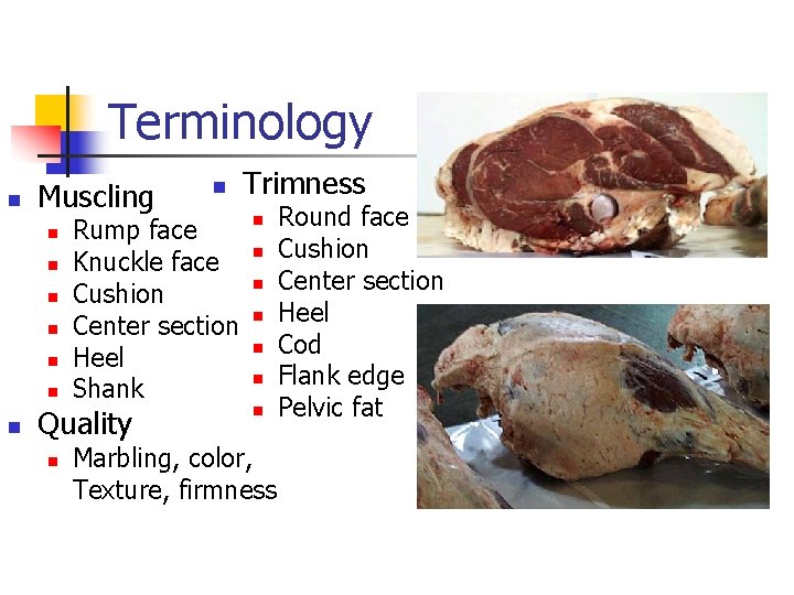 Terminology n Muscling n n n n Rump face Knuckle face Cushion Center section