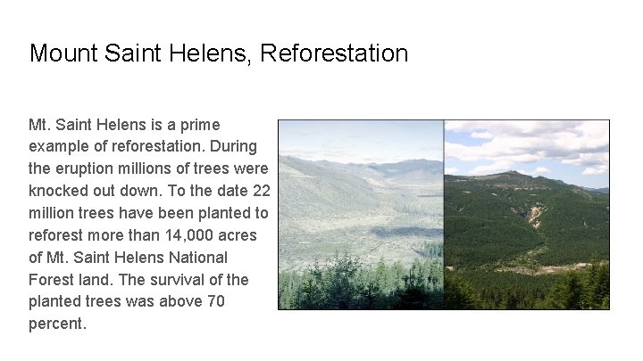 Mount Saint Helens, Reforestation Mt. Saint Helens is a prime example of reforestation. During