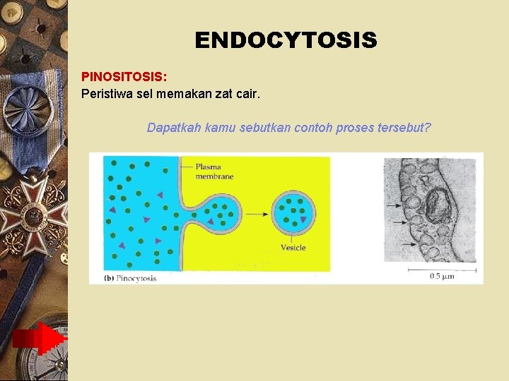 ENDOCYTOSIS PINOSITOSIS: Peristiwa sel memakan zat cair. Dapatkah kamu sebutkan contoh proses tersebut? 