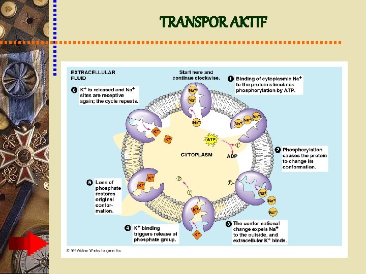 TRANSPOR AKTIF 