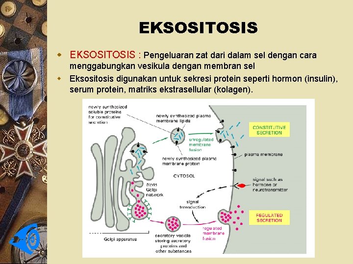 EKSOSITOSIS w EKSOSITOSIS : Pengeluaran zat dari dalam sel dengan cara menggabungkan vesikula dengan
