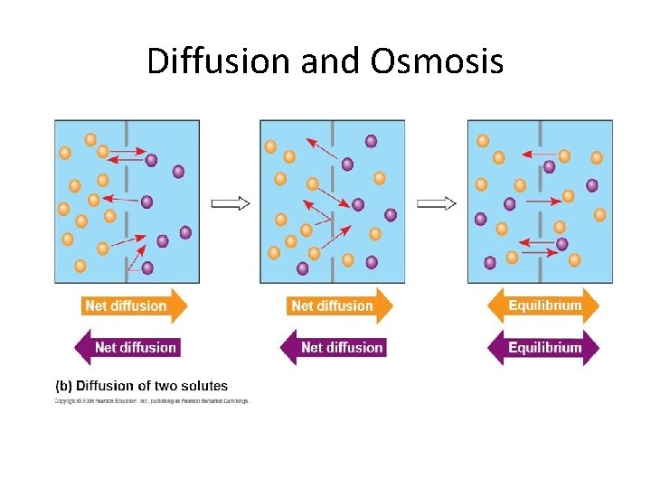 Diffusion and Osmosis 