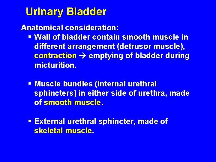 Urinary Bladder Anatomical consideration: § Wall of bladder contain smooth muscle in different arrangement Urinary Bladder Anatomical consideration: § Wall of bladder contain smooth muscle in different arrangement