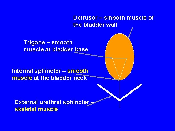 Detrusor – smooth muscle of the bladder wall Trigone – smooth muscle at bladder Detrusor – smooth muscle of the bladder wall Trigone – smooth muscle at bladder