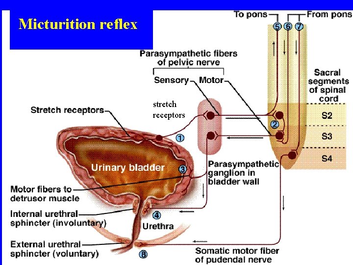 Micturition reflex stretch receptors 