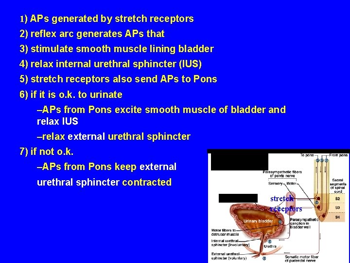 1) APs generated by stretch receptors 2) reflex arc generates APs that 3) stimulate